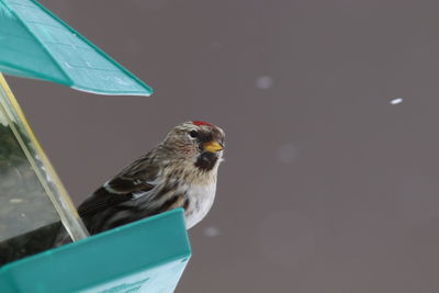 High angle view of bird perching