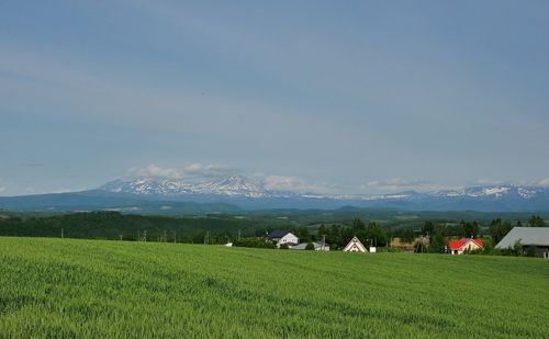 Scenic view of grassy field against sky