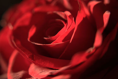 Close-up of red rose