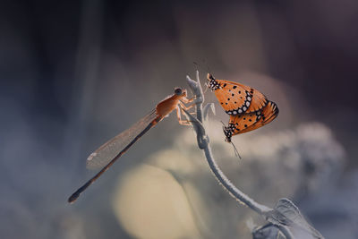 Close-up of butterfly on leaf