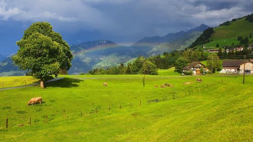 Scenic view of field against sky