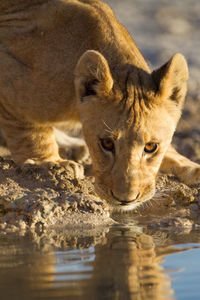 Portrait of cat drinking water