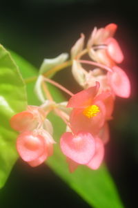 Close-up of pink flowers