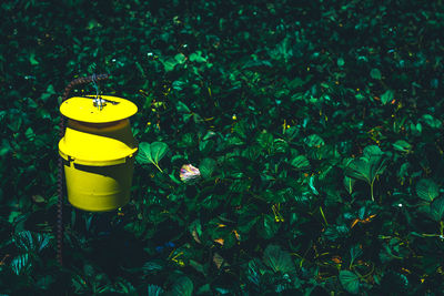 Close-up of yellow plants