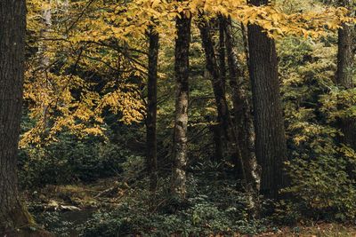 Trees in forest during autumn