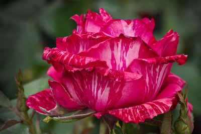 Close-up of pink hibiscus blooming outdoors