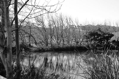 Bare trees by lake in forest against sky