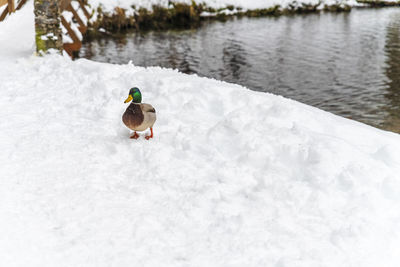 Hungry goslings on the snow. cold and snowy winter