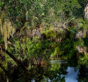 Scenic view of lake in forest