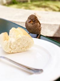 Close-up of bird eating food in plate