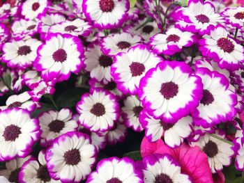 Full frame shot of pink flowering plants