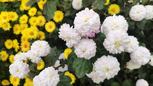 High angle view of white flowering plants