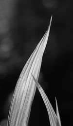 flying