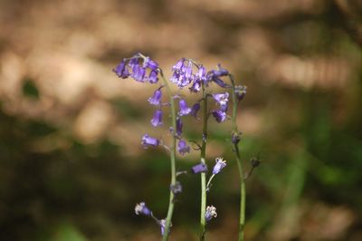 Close-up of purple flowering plant on field