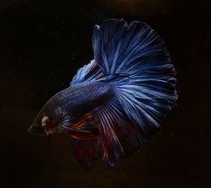 Close-up of fish swimming in sea