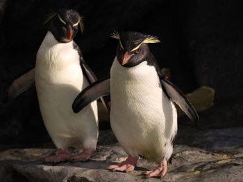 Two cute macaroni penguins on rock
