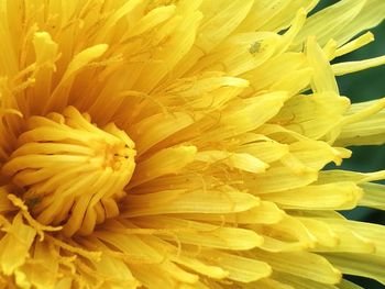 Full frame shot of yellow flower
