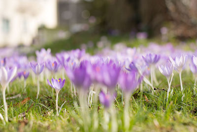 Close-up of purple crocus blooming on field