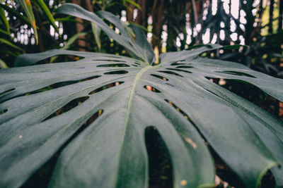 Close-up of raindrops on leaves