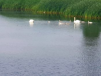 Swans swimming in lake