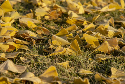 Yellow ginkgo biloba ,maidenhair tree, leaves on grass in autumn with the frost.