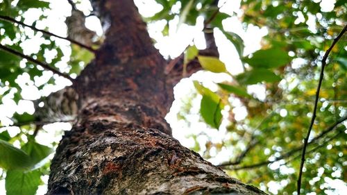 Low angle view of tree trunk