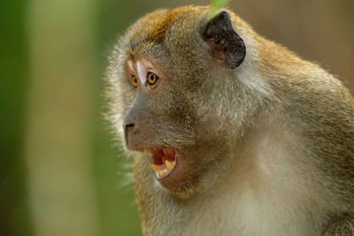 Monkey headshot - long-tailed macaque - angry/warning to stay away