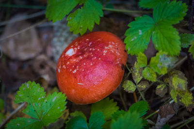 Close-up of apples on plant