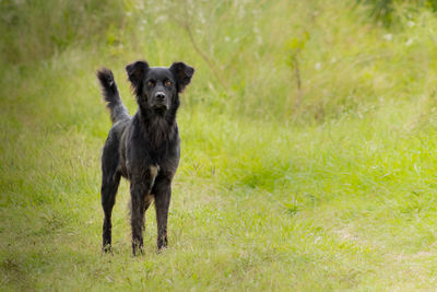 Portrait of dog on field