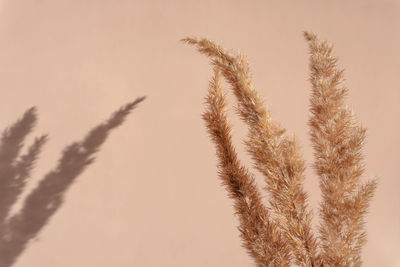 Creative copyspace with pampas grass and shadows on a soft beige wall. top view of dry flowers