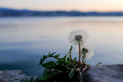 Close-up of dandelion against sky