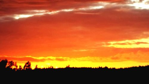 Silhouette trees against orange sky