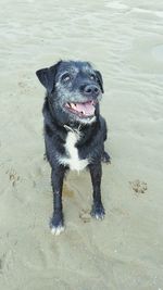 High angle view of dog sitting on sand at beach