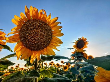 Helianthus, sunflower