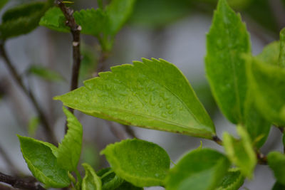 Close-up of dew drops on leaves