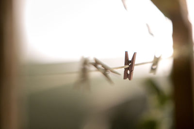 Close-up of clothespins on window