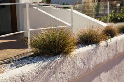 Close-up of plant by fence during winter