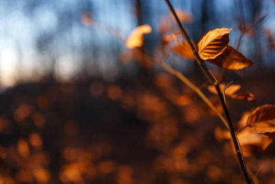 Close-up of dried plant on field