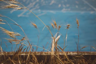 Close-up of grass against sky