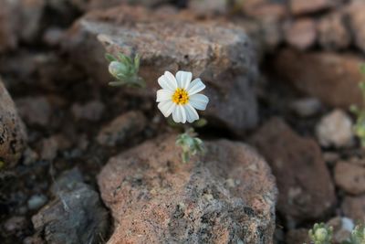Close-up of white flower blooming on field