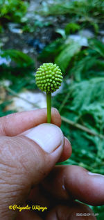 Close-up of hand holding plant