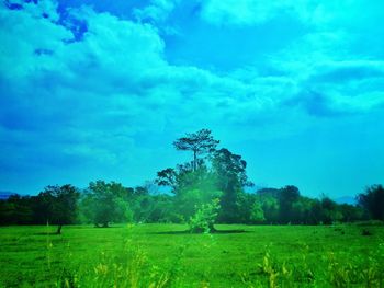Scenic view of trees on field against sky