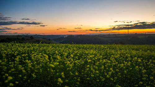 Scenic view of field against sky during sunset