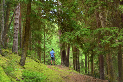 Rear view of man standing against trees in forest