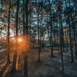 Sunlight streaming through trees in forest