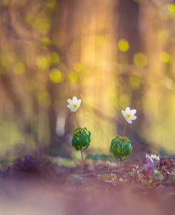 Beautiful white wood anemone flowers on a forest ground. shallow depth of field. 
