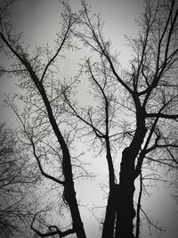 Low angle view of bare trees against sky