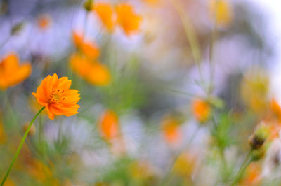 Close-up of orange flowering plants