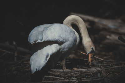 Close-up of swan perching on a field