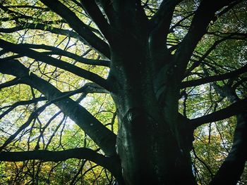 Low angle view of trees